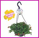 Bild von Hp27  mono mix portulaca